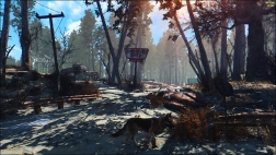 Сосновый лес Fallout 4